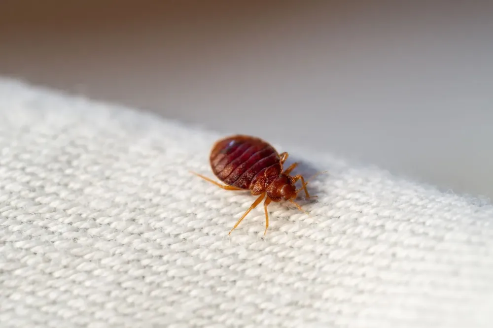 Traitement punaise de lit à Fay-aux-Loges